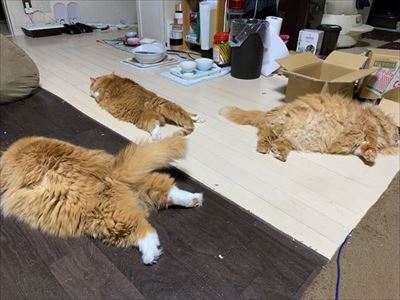 マンチカンズと仲間たち