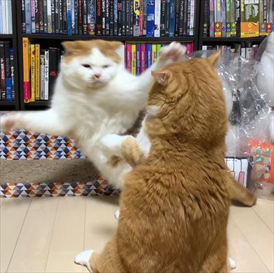 マンチカンズと仲間たち