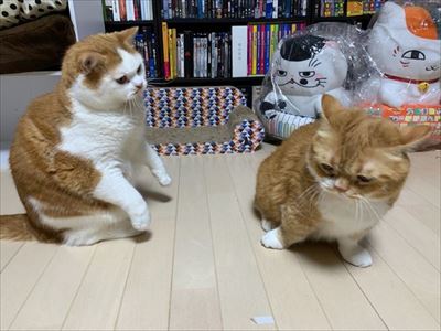 マンチカンズと仲間たち