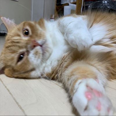 マンチカンズと仲間たち