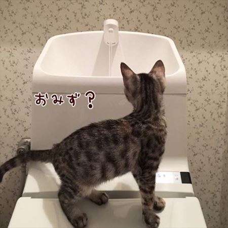 柴犬ひかりといちごと猫ミルキー