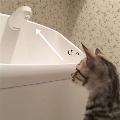 柴犬ひかりといちごと猫ミルキー