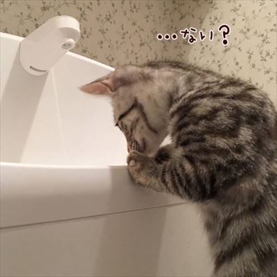 柴犬ひかりといちごと猫ミルキー