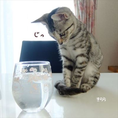 柴犬ひかりといちごと猫ミルキー