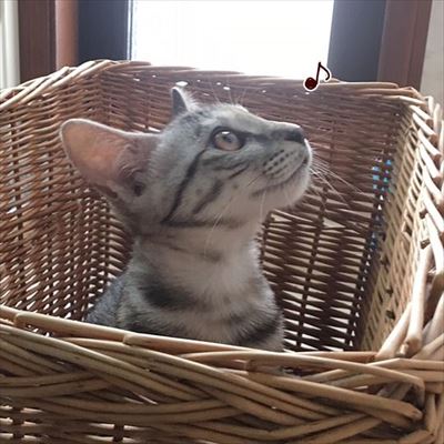 柴犬ひかりといちごと猫ミルキー