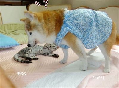 柴犬ひかりといちごと猫ミルキー