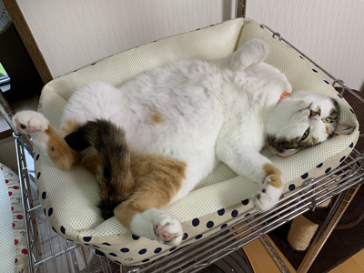 サクラさんの寝相