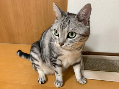 サスケさん