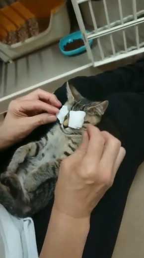 新玉旅館 女将さん 保護 猫 風邪 目 手当て 眼軟膏 大分 別府