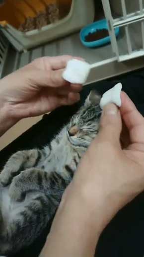 新玉旅館 女将さん 保護 猫 風邪 目 手当て 眼軟膏 大分 別府