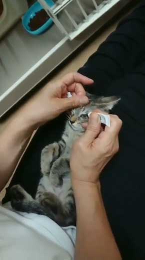 新玉旅館 女将さん 保護 猫 風邪 目 手当て 眼軟膏 大分 別府