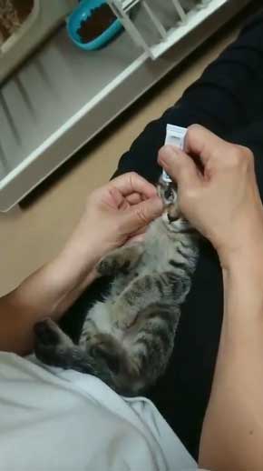 新玉旅館 女将さん 保護 猫 風邪 目 手当て 眼軟膏 大分 別府