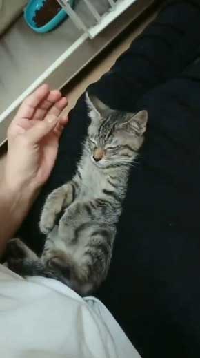 新玉旅館 女将さん 保護 猫 風邪 目 手当て 眼軟膏 大分 別府