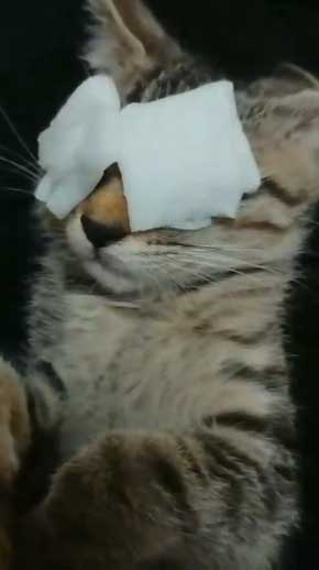 新玉旅館 女将さん 保護 猫 風邪 目 手当て 眼軟膏 大分 別府