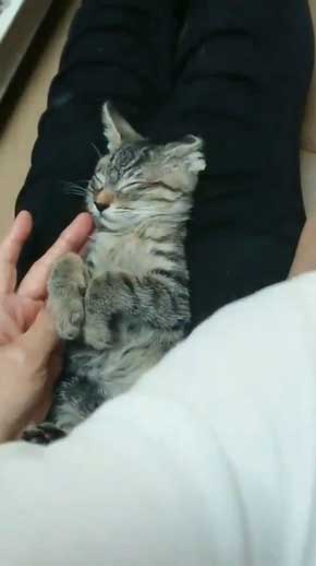 新玉旅館 女将さん 保護 猫 風邪 目 手当て 眼軟膏 大分 別府