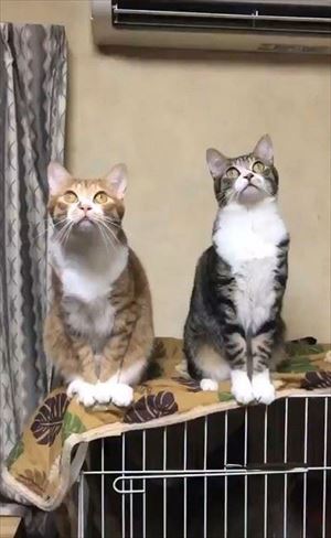 隣の猫に怒られる猫ちゃん