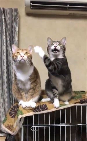 隣の猫に怒られる猫ちゃん