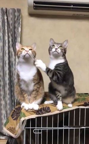 隣の猫に怒られる猫ちゃん