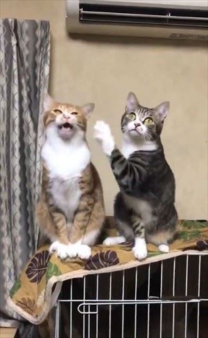 隣の猫に怒られる猫ちゃん