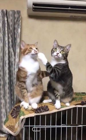 隣の猫に怒られる猫ちゃん