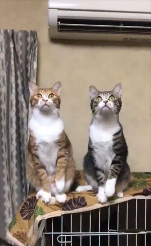 隣の猫に怒られる猫ちゃん