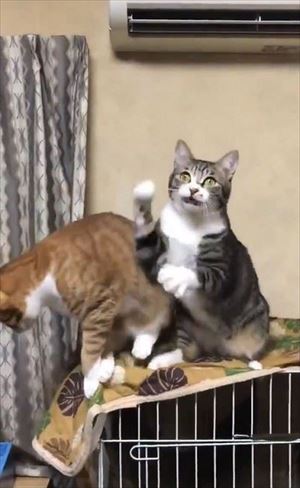 隣の猫に怒られる猫ちゃん