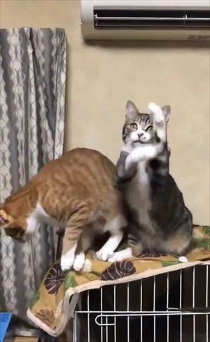 隣の猫に怒られる猫ちゃん