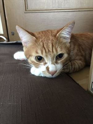 隣の猫に怒られる猫ちゃん