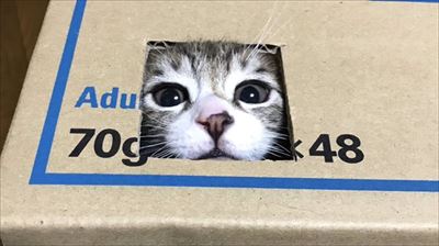 隣の猫に怒られる猫ちゃん