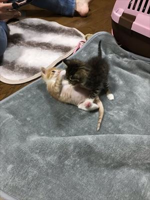 隣の猫に怒られる猫ちゃん