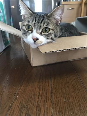 隣の猫に怒られる猫ちゃん