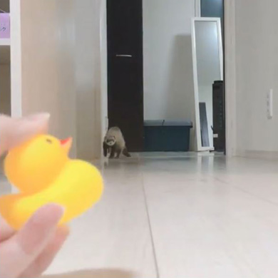 茶々と蘭丸さん