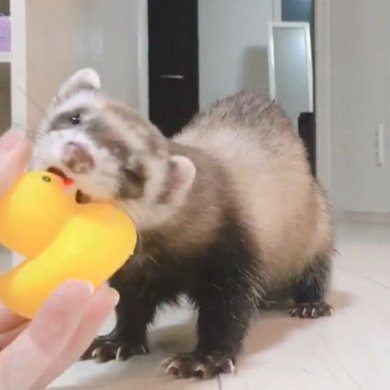 茶々と蘭丸さん