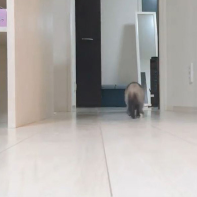 茶々と蘭丸さん