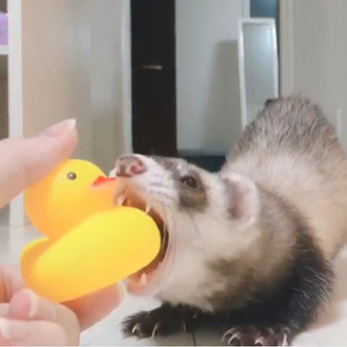 茶々と蘭丸さん