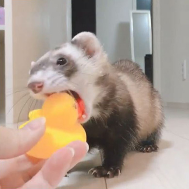 茶々と蘭丸さん