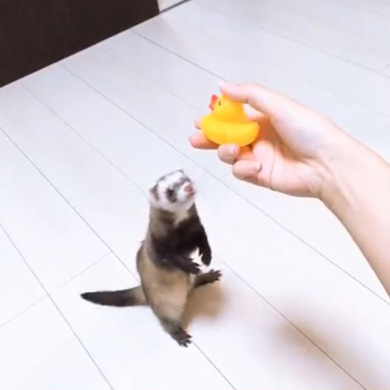 茶々と蘭丸さん