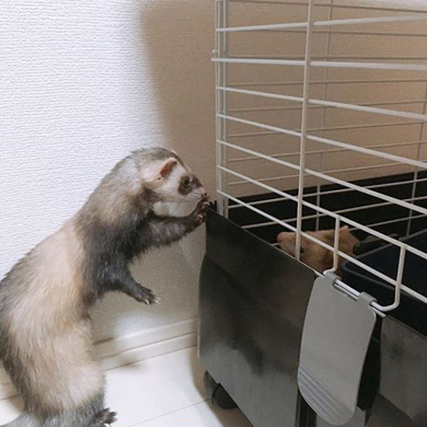 茶々と蘭丸さん