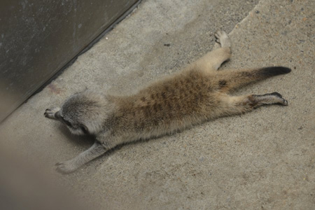 伸びるミーアキャット赤ちゃん
