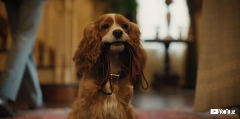 わんわん物語 ディズニー 実写 レディ トランプ スパゲティ