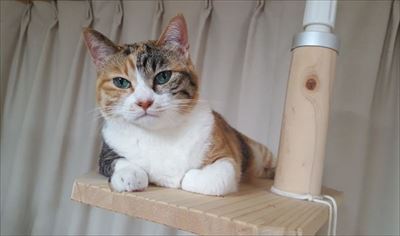 菊ちゃんの漫画