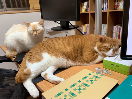 机で寝るしらたまさんとおまんじゅうさん