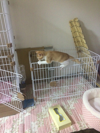 ちびおまんじゅうさん