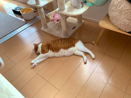 現在のおまんじゅうさん