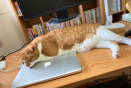 PC枕のおまんじゅうさん