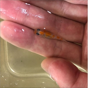 めだか 転売 盗難 窃盗