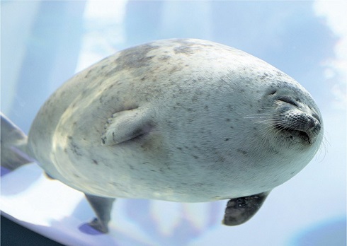 ユキちゃんとアラレちゃん