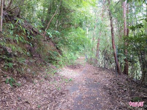 草木が行く手をはばむ
