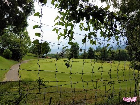 右を見るとゴルフコース