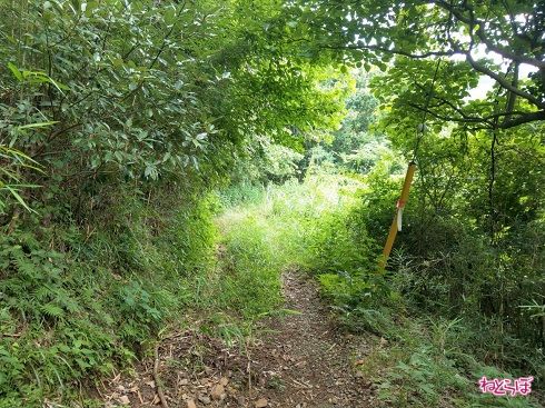 これは一般的には「道」ではなく「草むら」と言います